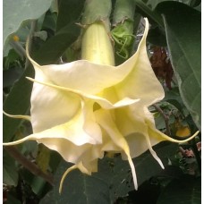 Brugmansia Baby Doll